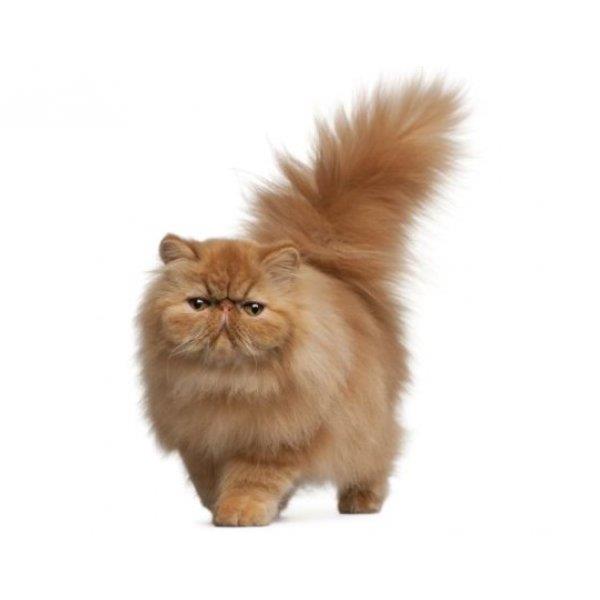 Persian Cat 