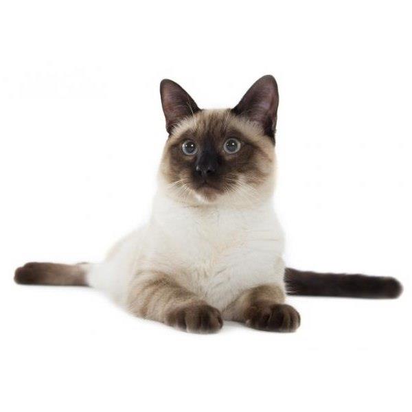 Siamese Cat 