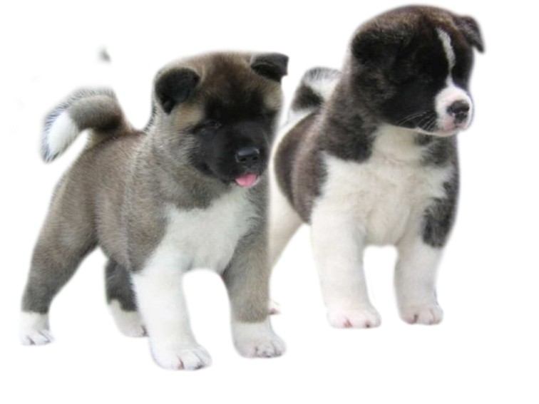 akita puppies for adoption near me