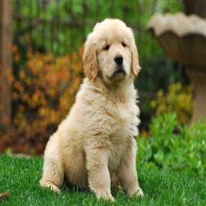 Golden Retriever