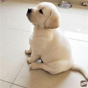 Labrador 