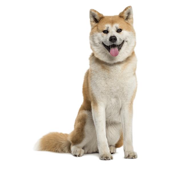 Akita