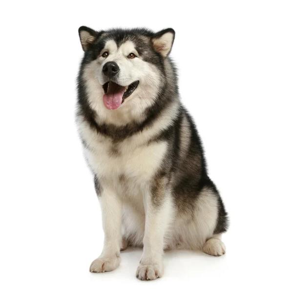 Alaskan Malamute