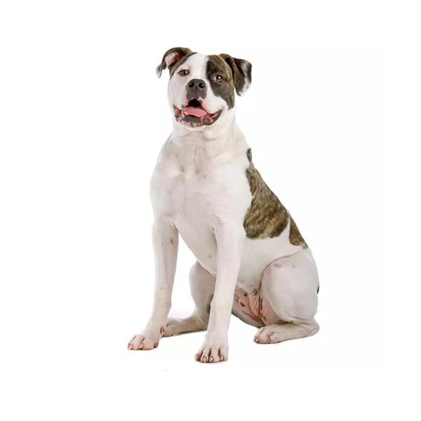 American Bulldog