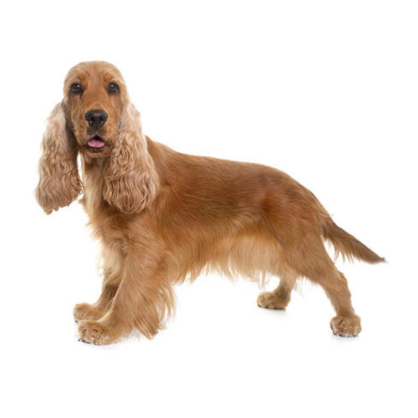 American Cocker Spaniel