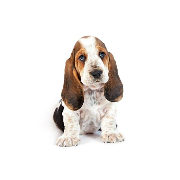 Basset Hound