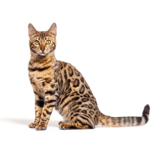 Bengal Cat