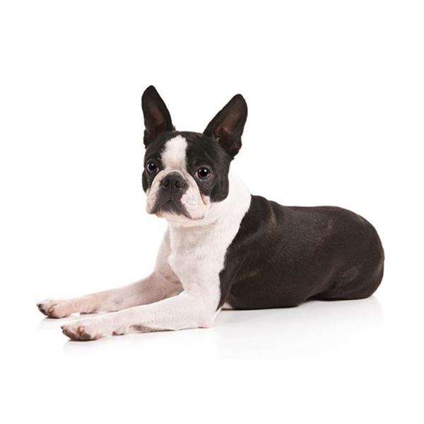 Boston Terrier