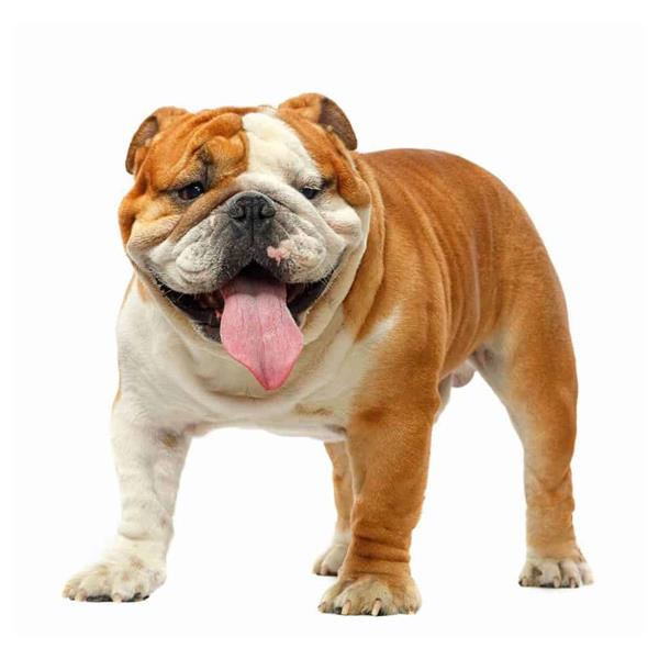 Bulldog