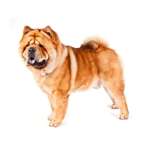 Chow Chow