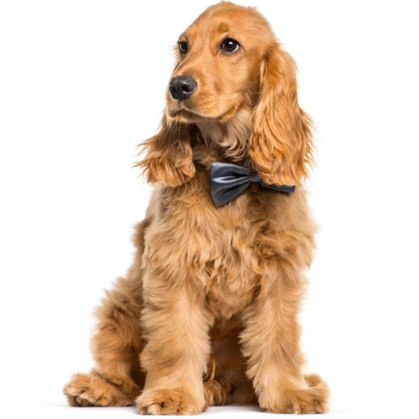 Cocker Spaniel