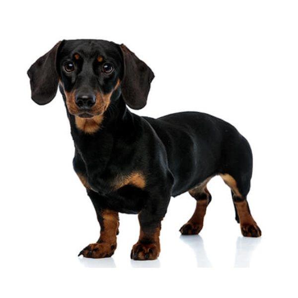 Dachshund