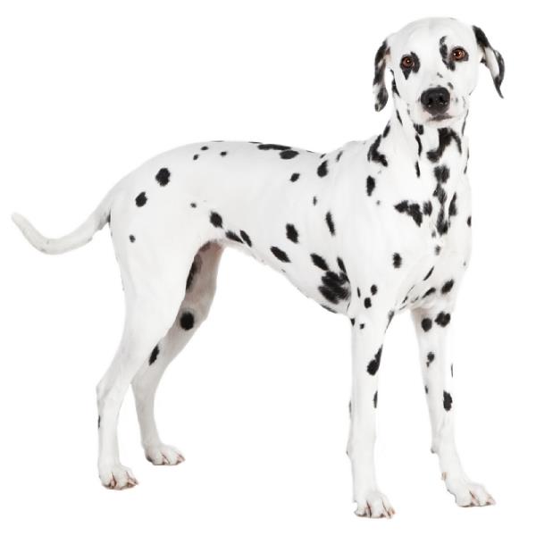 Dalmatian