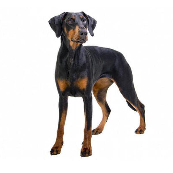 Doberman