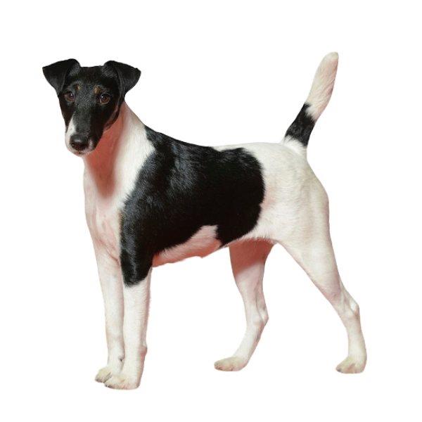 Fox Terrier