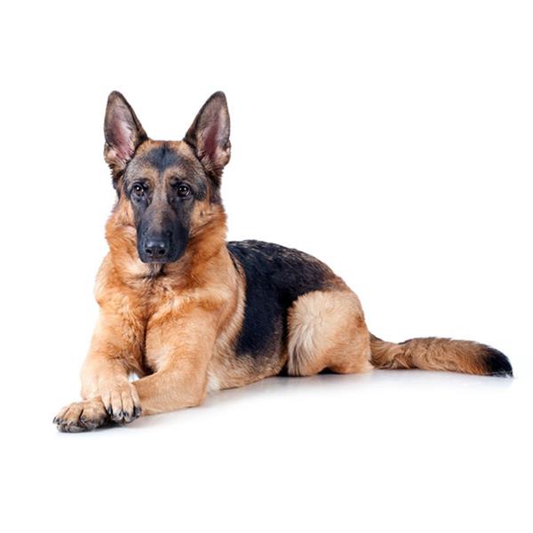 German Shepherd 