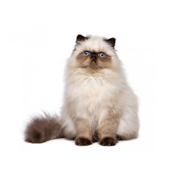 Himalayan Cat 