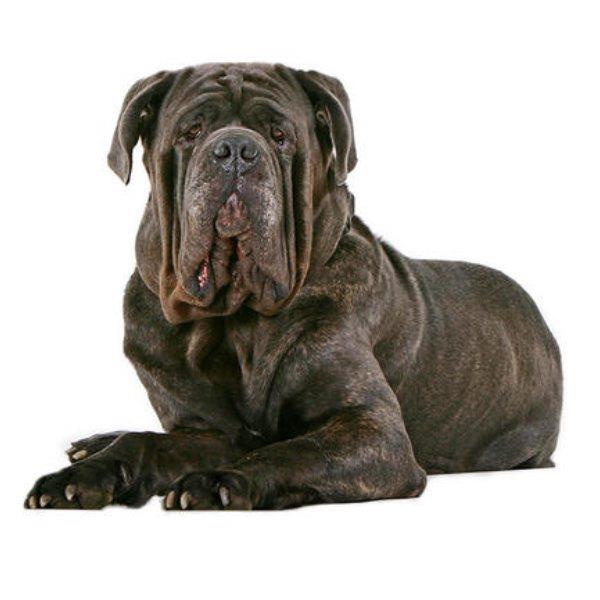 Neapolitan Mastiff