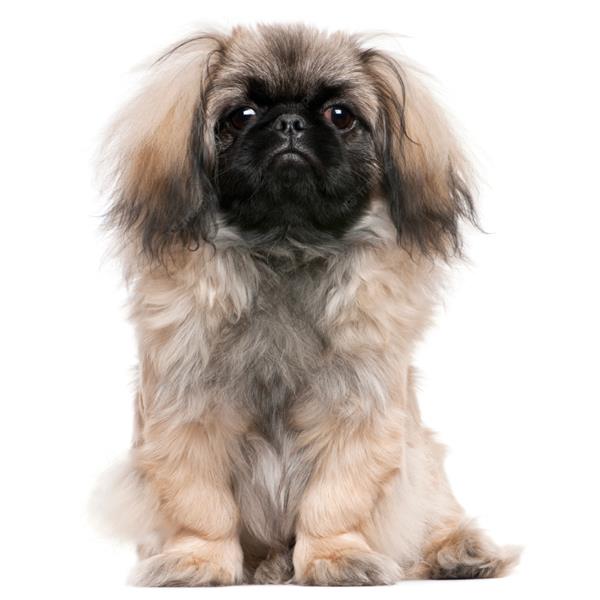 Pekingese