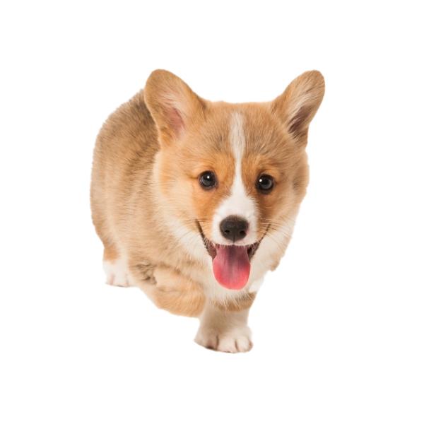 Pembroke Welsh Corgi