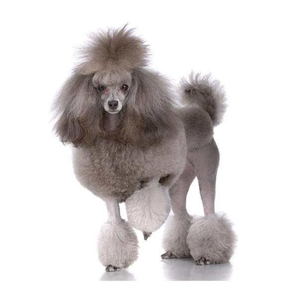 Poodle Toy