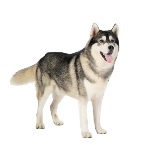 Siberian Husky