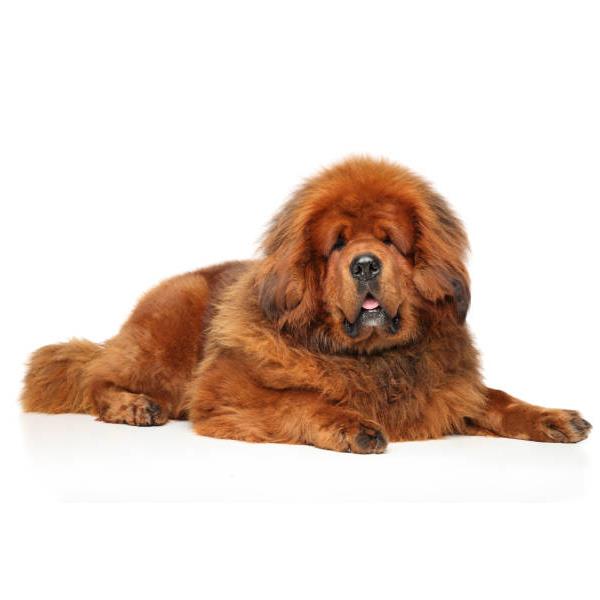 Tibetan Mastiff