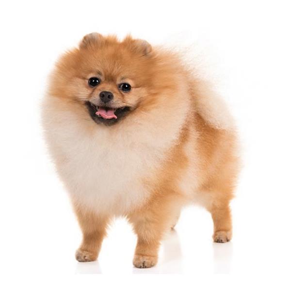 Toy Pom