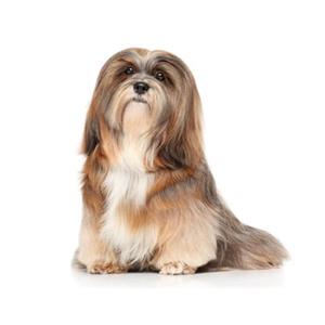 Lhasa Apso