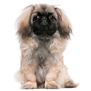 Pekingese