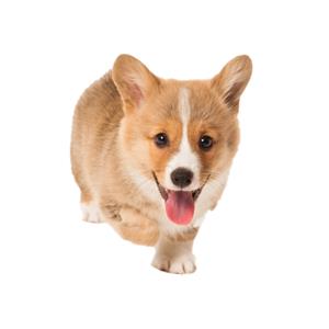 Pembroke Welsh Corgi