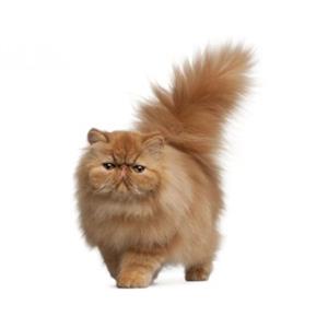 Persian Cat 