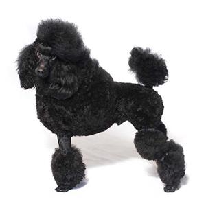 Poodle Miniature