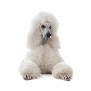 Poodle Standard