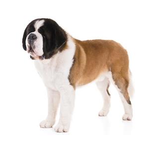 Saint Bernard