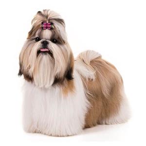 Shih Tzu