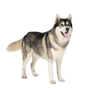 Siberian Husky